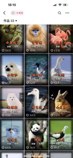 动物科普解说项目,撸创作者伙伴计划收益,保姆级实战教程——生财有道创业网-生财有道